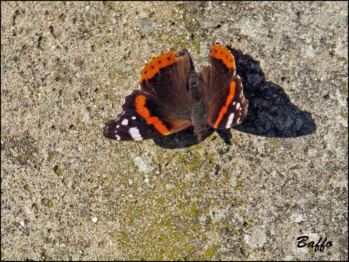 Vanessa atalanta e ?